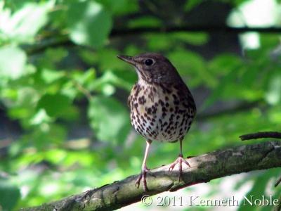 song thrush (Turdus philomelos) Kenneth Noble